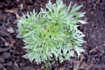 How to Use Plant Leaves to Naturally Repel Flies and Mosquitoes