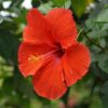 Hibiscus Tea: A Natural Ally for Blood Pressure and Heart Health
