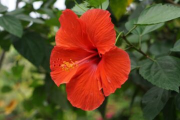 Hibiscus Tea: A Natural Ally for Blood Pressure and Heart Health