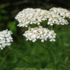 The Healing Benefits of Yarrow: Wisdom of The Ancient Healers