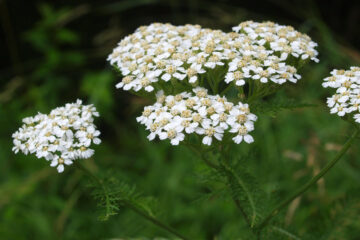 The Healing Benefits of Yarrow: Wisdom of The Ancient Healers