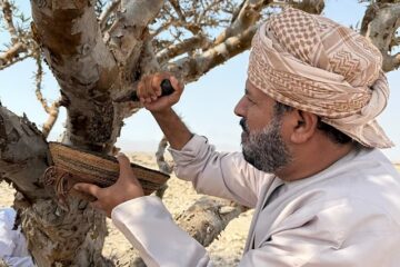 Why the world is running out of frankincense