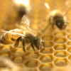 Study Shows Honeybee Venom Can Destroy Aggressive Breast Cancer Cells