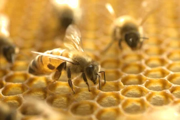 Study Shows Honeybee Venom Can Destroy Aggressive Breast Cancer Cells