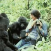 'Her behaviour could be extreme': The woman who gave her life to save the gorillas