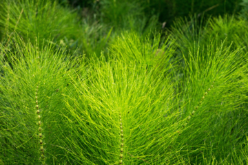 Horsetail Herb Benefits & Uses Ancient Remedy for Hair, Nails, and Bone Strength