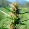 Flavonoid Found in Rare Jamaican Cannabis Strain Could Help Fight Pancreatic Cancer, Scientists Say