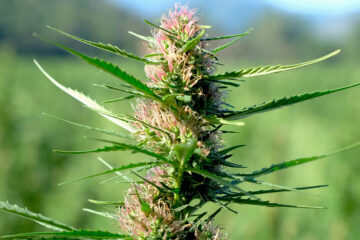 Flavonoid Found in Rare Jamaican Cannabis Strain Could Help Fight Pancreatic Cancer, Scientists Say