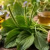 Broadleaf Plantain Benefits and Uses: The Backyard Healing Herb