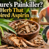 Nature’s Painkiller? The Herb That Inspired Aspirin