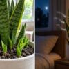 This Bedroom Plant Absorbs CO₂ at Night—Here's the Secret to Making It Multiply Like Crazy
