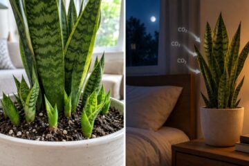 This Bedroom Plant Absorbs CO₂ at Night—Here's the Secret to Making It Multiply Like Crazy