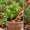 Stop Throwing Away Potato Peels! Use Them for Garden Fertilizer, Natural Cleaning, Crispy Snacks, and More!