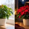 Don't Buy Another Christmas Plant! The 14-Hour Darkness Trick That Helps Turn Your Poinsettia Red Again