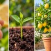 How to grow a lemon tree from seed