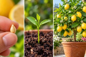 How to grow a lemon tree from seed