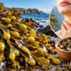 This Strange Ocean Plant Contains Something Your Thyroid Cannot Live Without