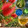 A Common Garden Plant With Unexpected Chemistry: What Scientists Found Inside Lemon Bottlebrush