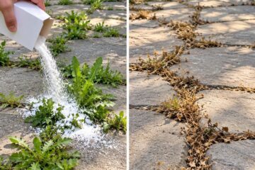 Stop Wasting Money on Garden Products? 10 Surprising Ways to Use Baking Soda in Your Garden